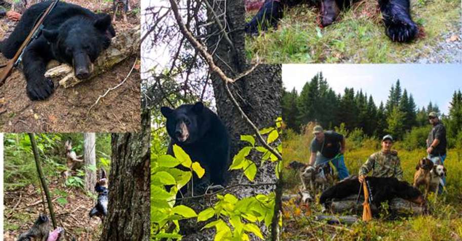 Black Bear Over Bait- No Meals '26