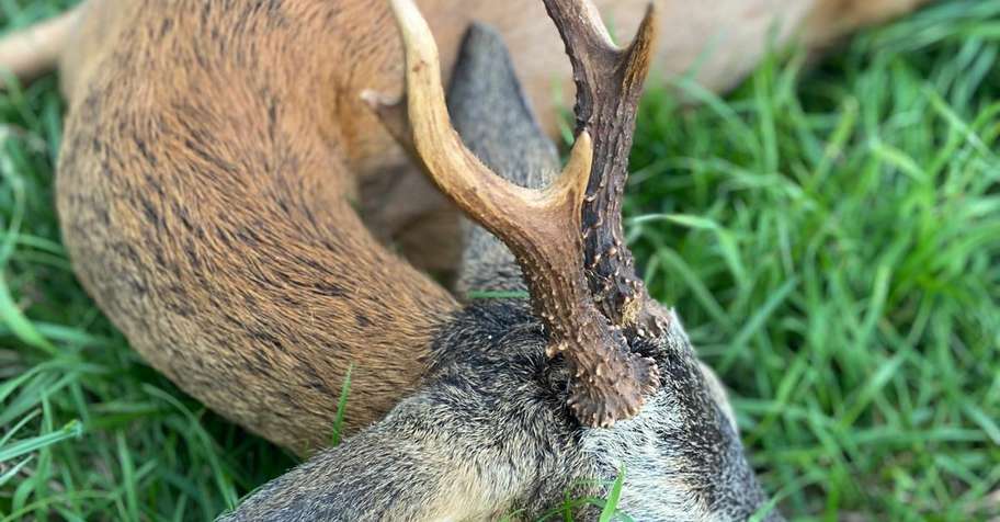 Roe Buck Stalking