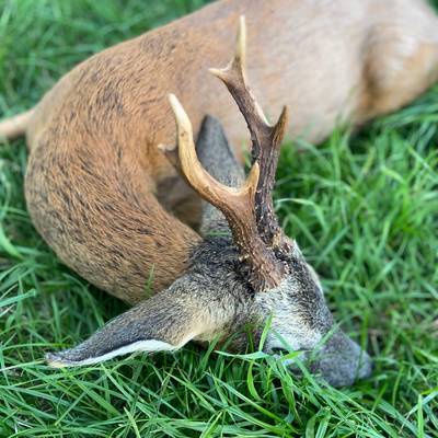 Roe Buck Stalking