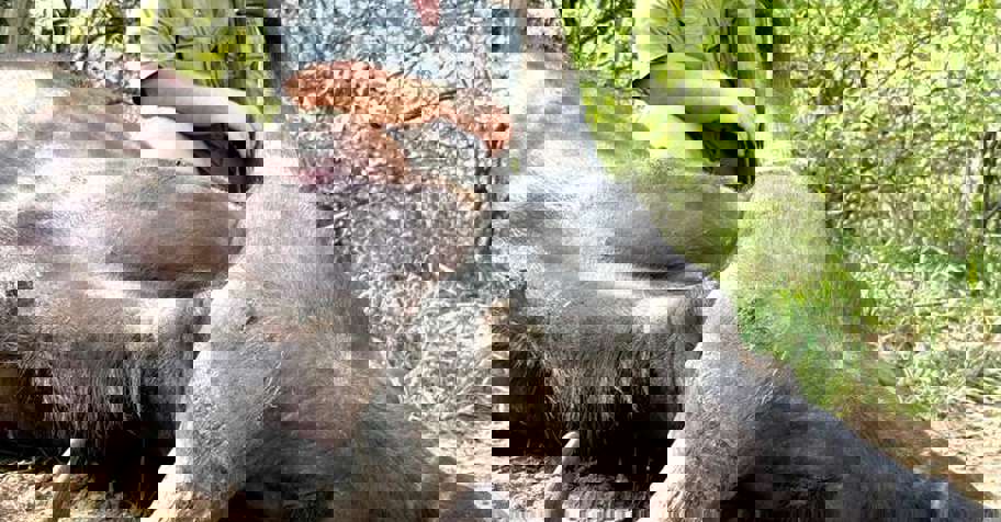 Buffalo Cow Special 2026