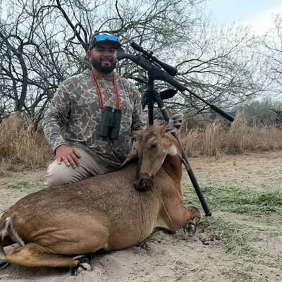 Texas Nilgai Cow Hunt