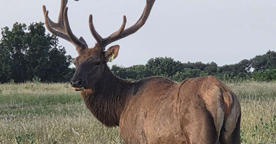 6x6 Bull Elk 3 nights Lodging and Food