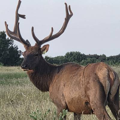 6x6 Bull Elk 3 nights Lodging and Food
