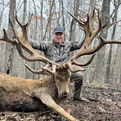 Trophy Red Stag Hunt