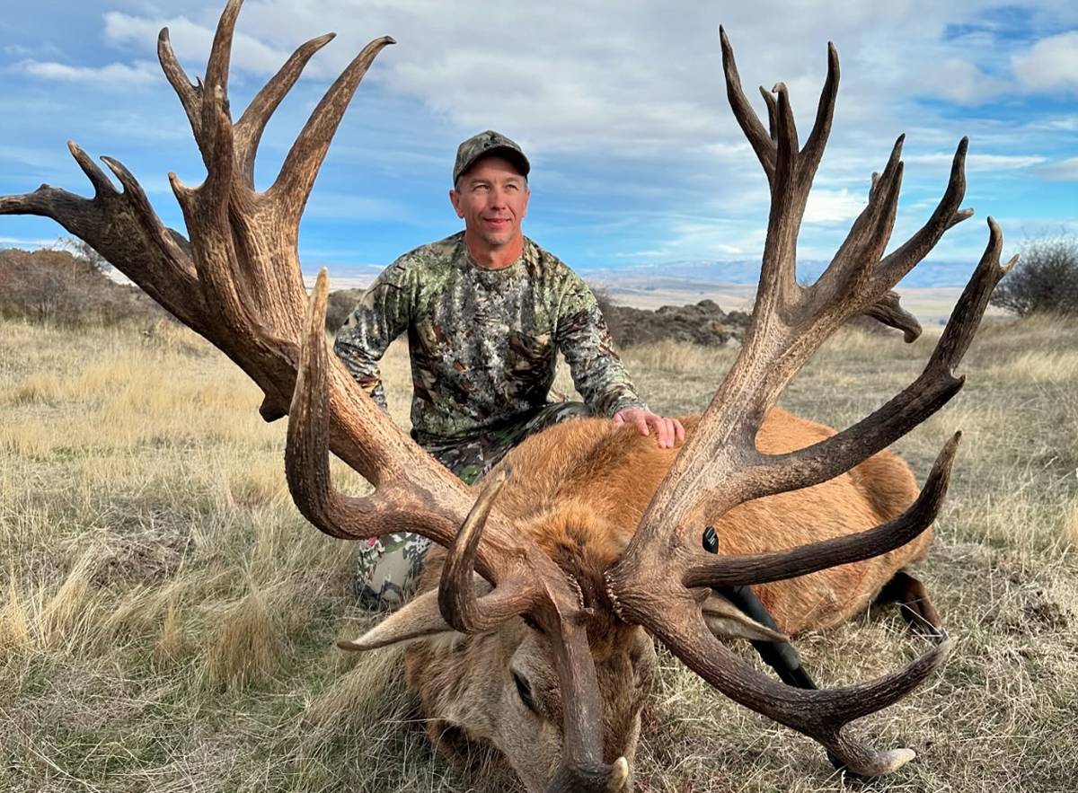 Red stag 500 inches + / Otago, New Zealand - BookYourHunt.com
