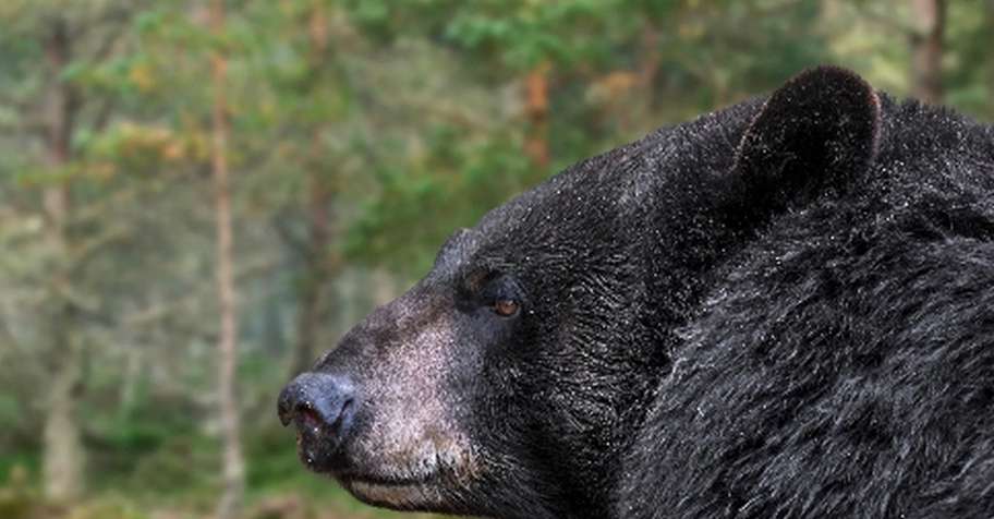 Black Bear Hunt