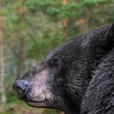 Black Bear Hunt