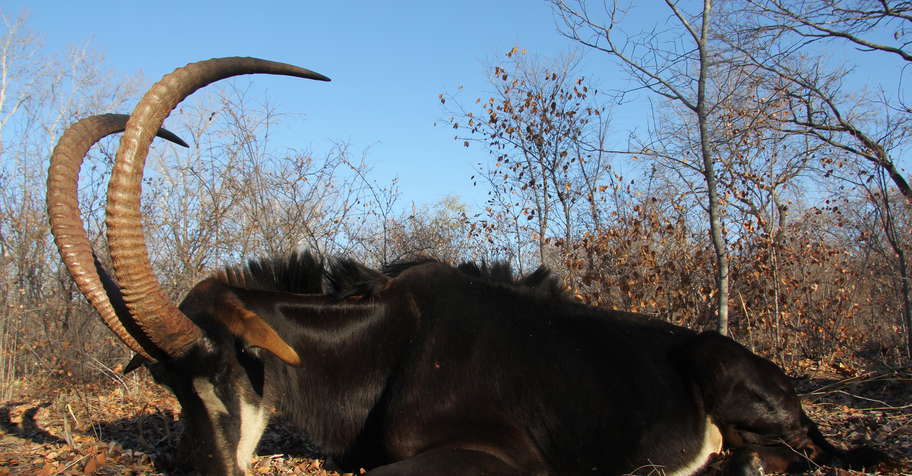 7 Day Sable Safari