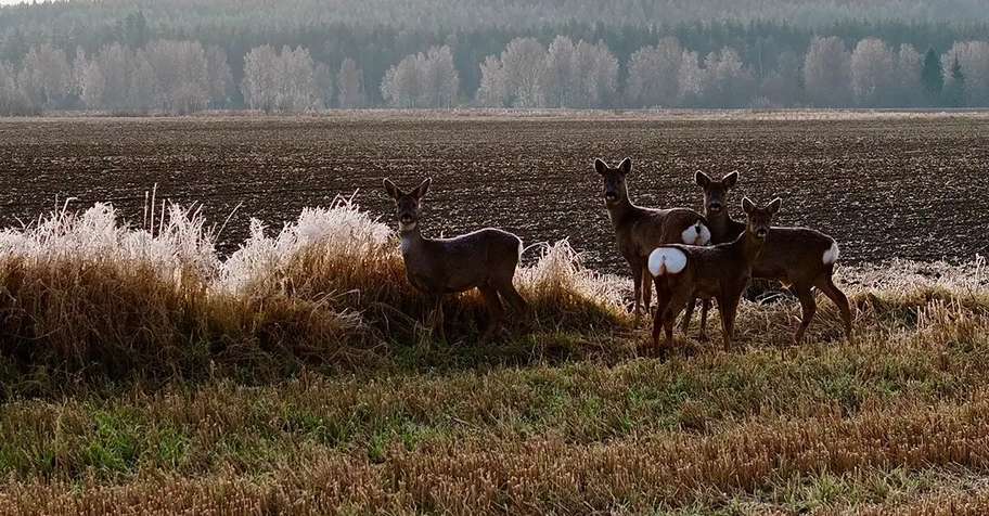 First Hunt Experience-Perfectly Guided