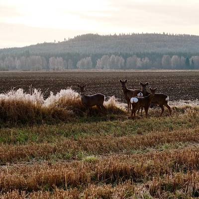 First Hunt Experience-Perfectly Guided