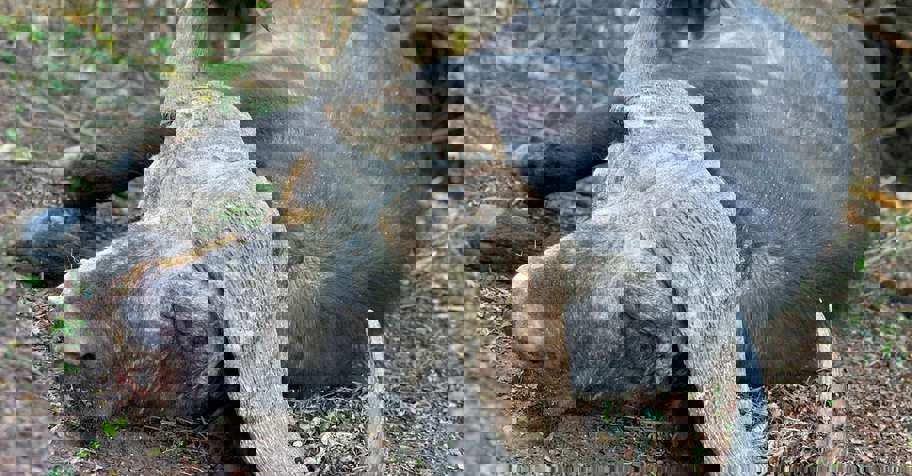 Cape Buffalo Bull & Cow Package