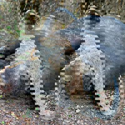 Cape Buffalo Bull & Cow Package