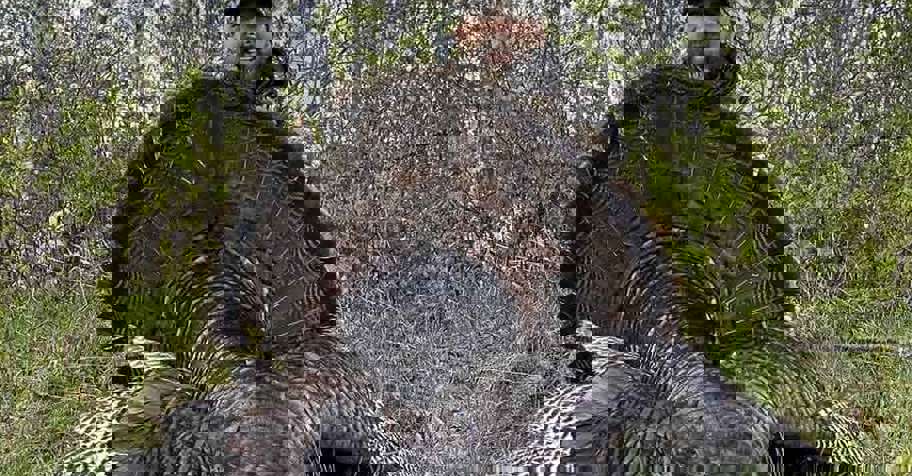 2026 Spring Turkey & Bear Combo Package