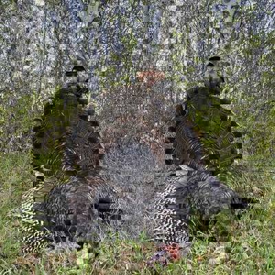 2026 Spring Turkey & Bear Combo Package