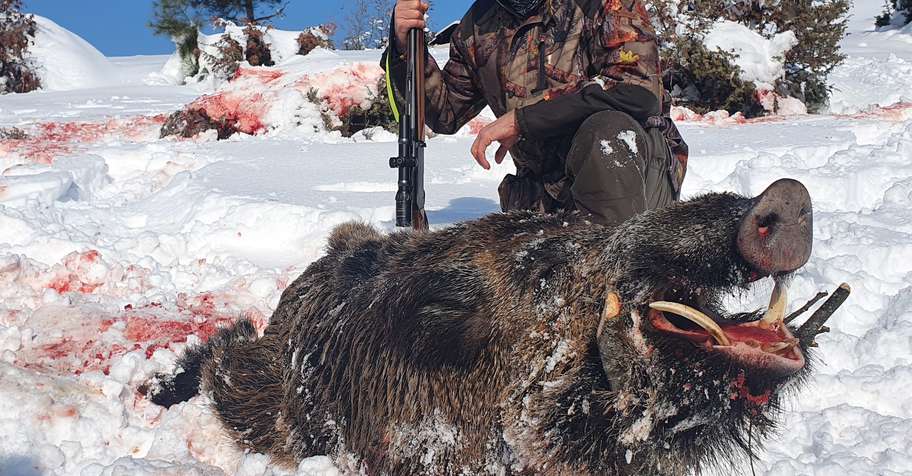 Wild Boar Driven Hunt (Black Sea)
