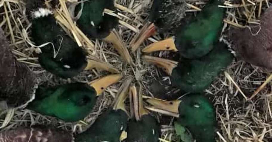 Four Day Waterfowl Hunting 2026