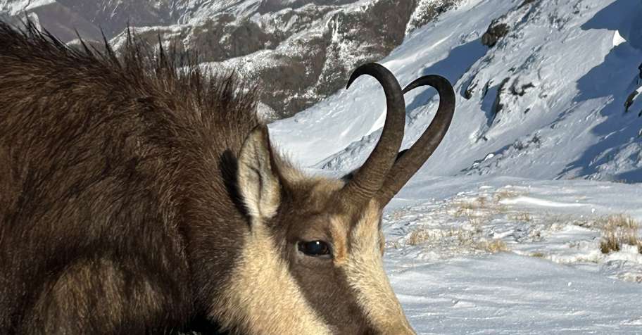 3 Day Free-range chamois Hunt