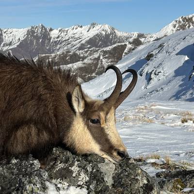 3 Day Free-range chamois Hunt