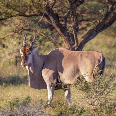 5. Namibian Plains Game Package