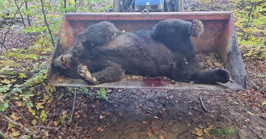 Driven Brown Bear Hunt in Romania