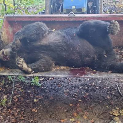 Driven Brown Bear Hunt in Romania