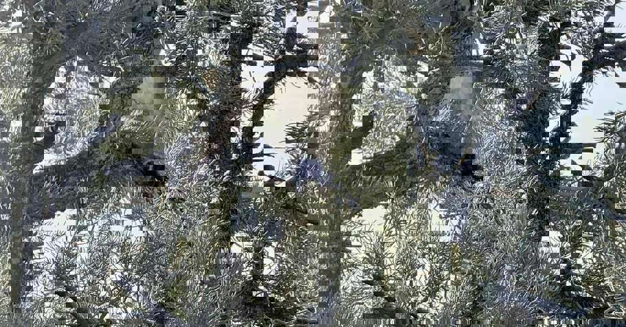 SHOW SEASON SPECIAL-MOUNTAIN LION