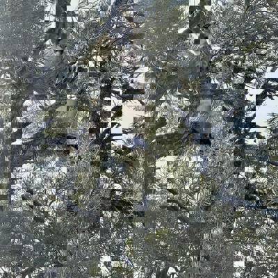 SHOW SEASON SPECIAL-MOUNTAIN LION