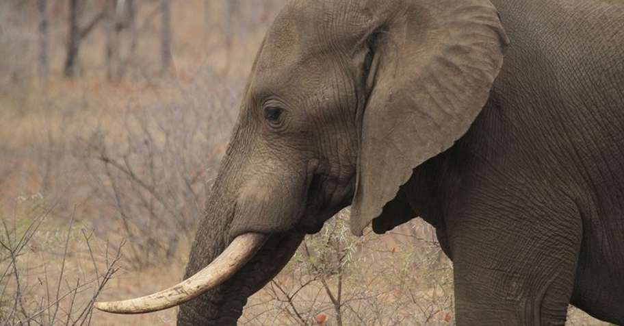 Big 4 Hunt - Save Valley