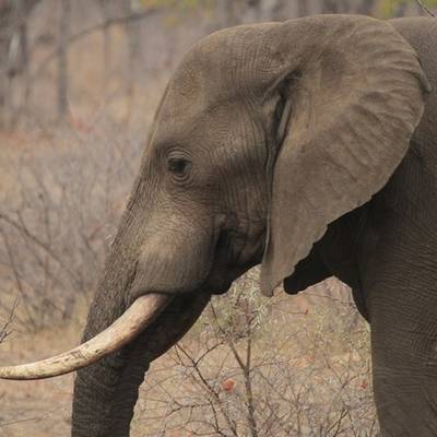 Big 4 Hunt - Save Valley