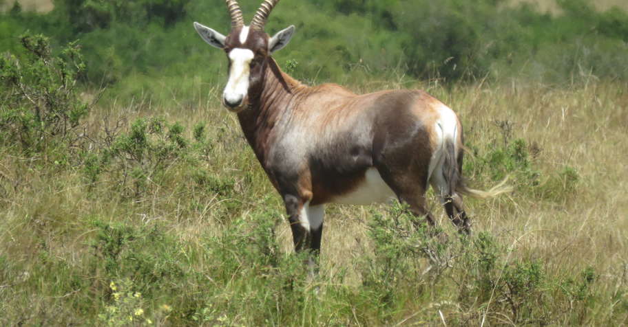 Signature Seven Safari