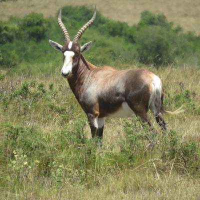 Signature Seven Safari