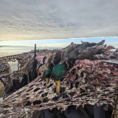 Guided Duck and Goose Hunting
