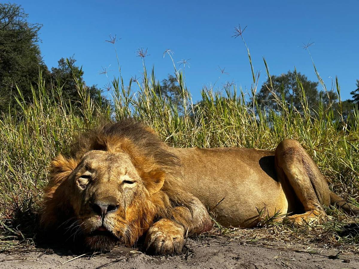 18 Day Lion & Plains Game Package / Matabeleland North, Зимбабве -  BookYourHunt.com