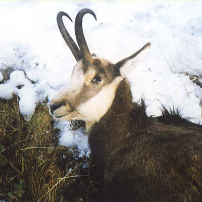 Premium Anatolian Chamois Hunt