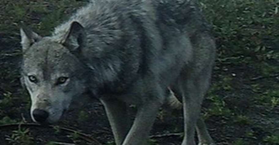 Wolf Hunt Saskatchewan 2026-2027