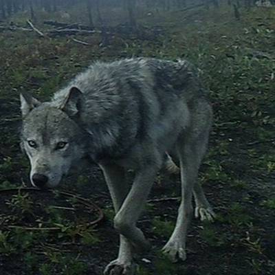 Wolf Hunt Saskatchewan 2026-2027