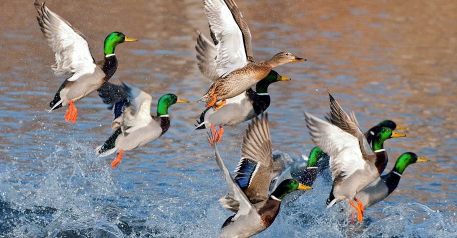 JANUARY 9th.LUXURY Duck Shooting Spain