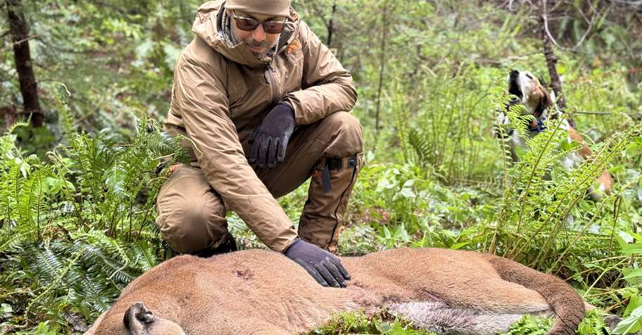 Early Spring Mountain Lion
