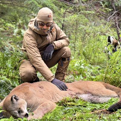 Early Spring Mountain Lion
