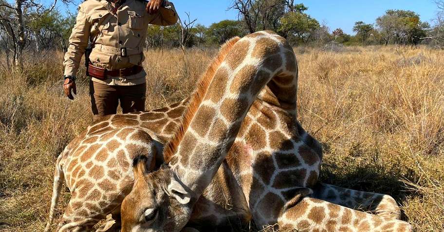 Giraffe Cull Hunt Special