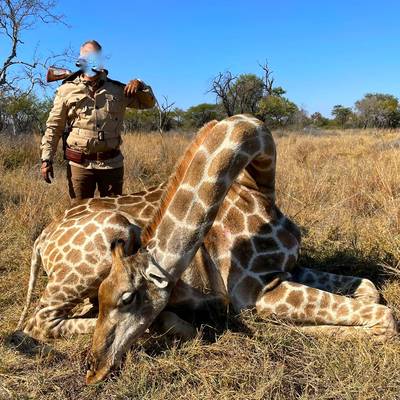Giraffe Cull Hunt Special