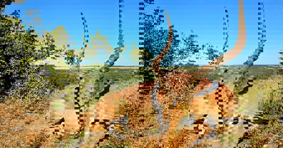 4 Animals Plains Game Package