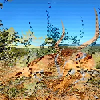 4 Animals Plains Game Package