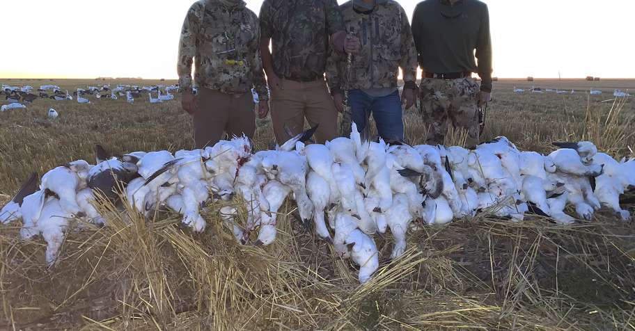 Spring Snow Goose Hunt