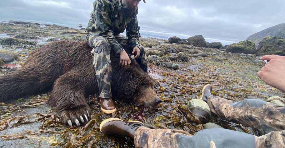 DIY Alaska Brown Bear- Res Only 2029