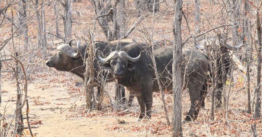 Buffalo Hunt - Save Valley 2026
