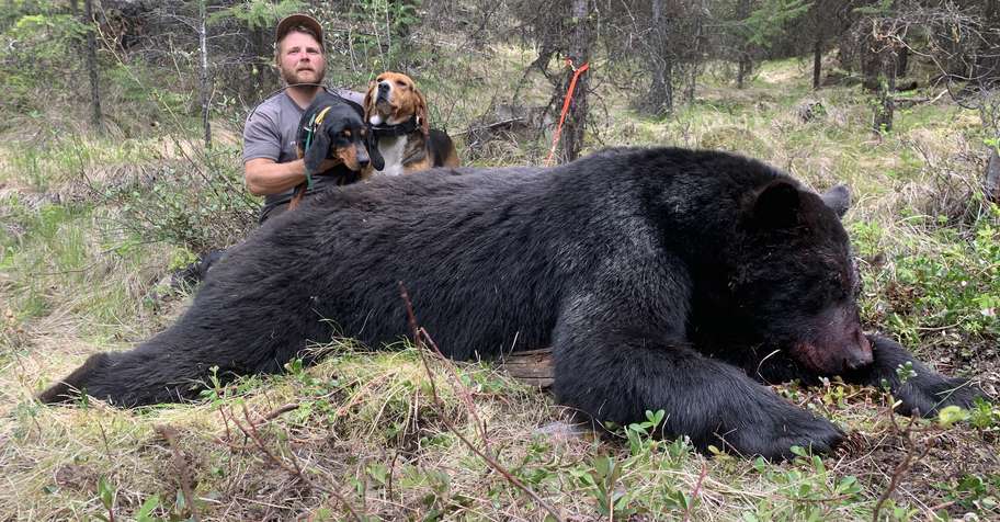 Black Bear with Hounds