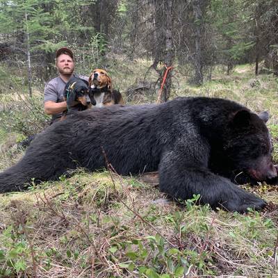 Black Bear with Hounds