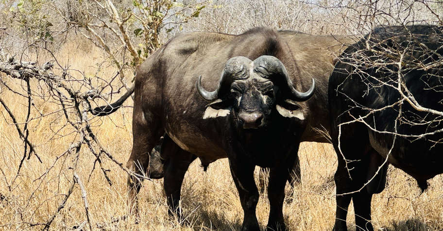 Classique Cape Buffalo Experience