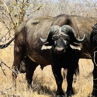 Classique Cape Buffalo Experience